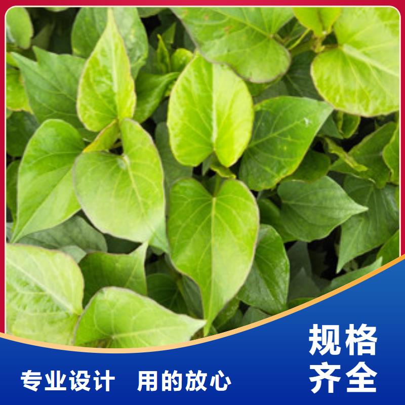 苗規格介紹