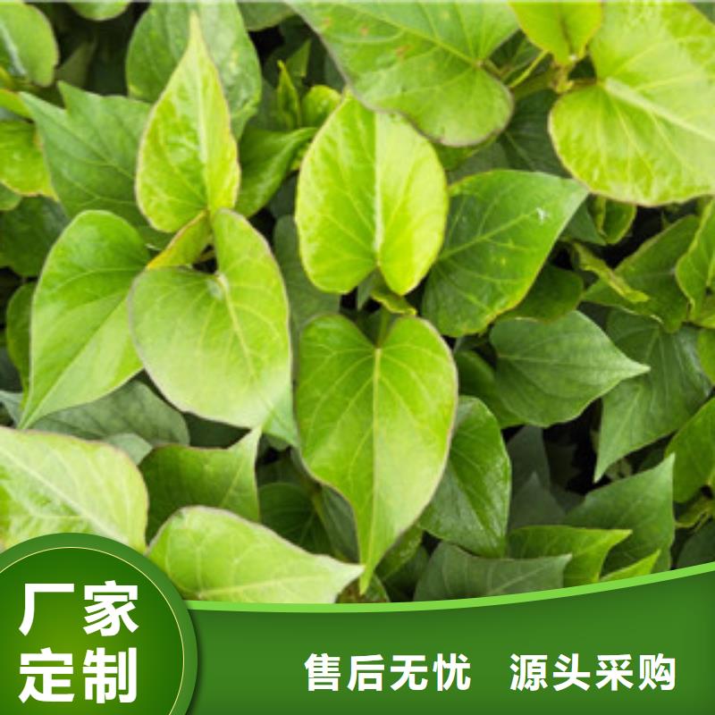 更多用戶選擇苗用品質(zhì)贏得客戶信賴
