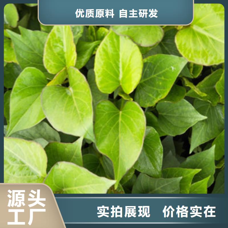 附近苗廠家