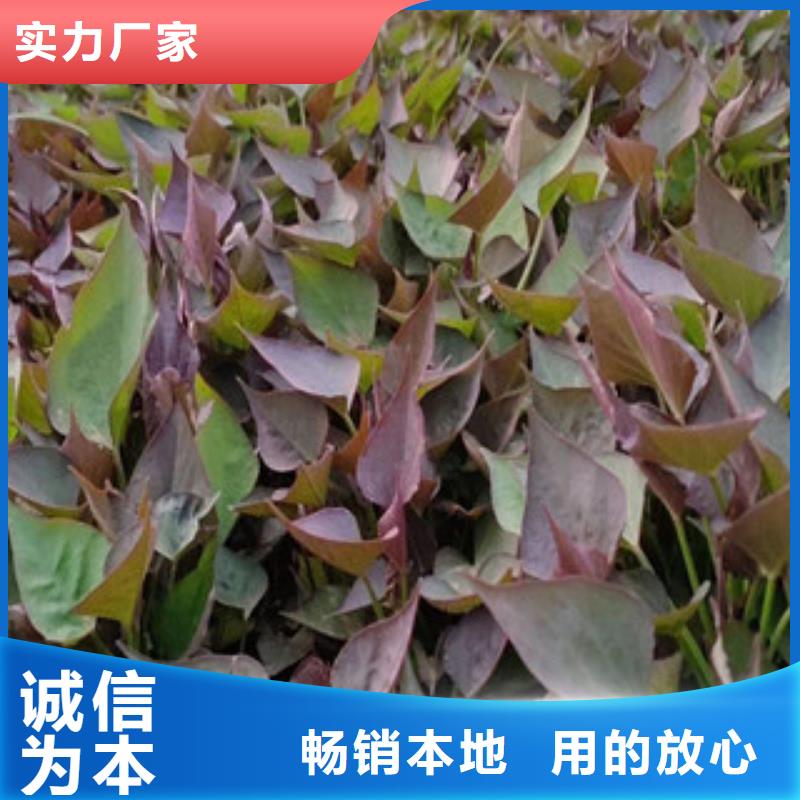 正規(guī)苗廠家