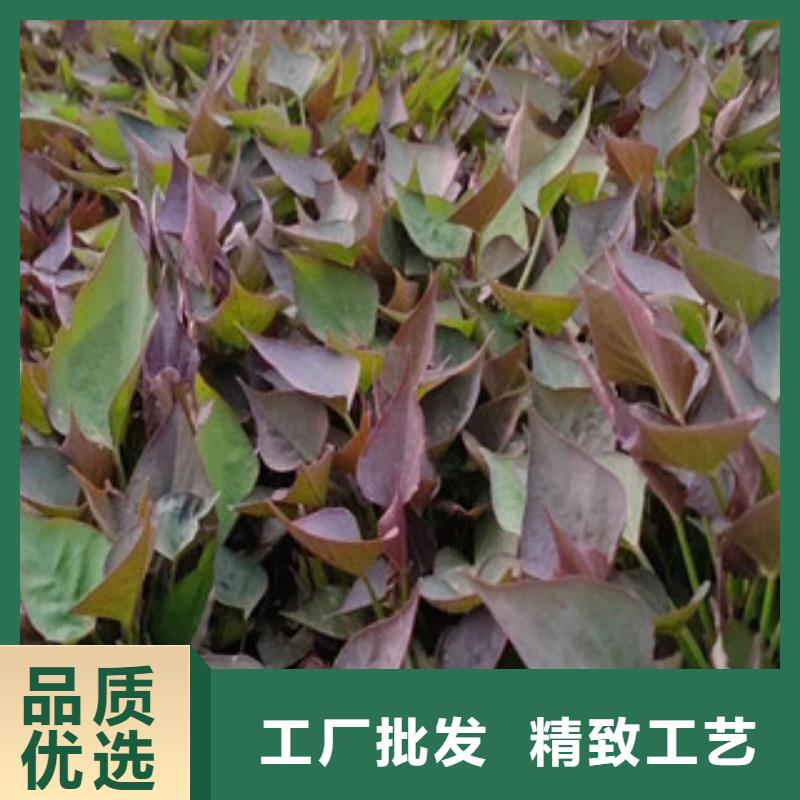 專業銷售苗-省心