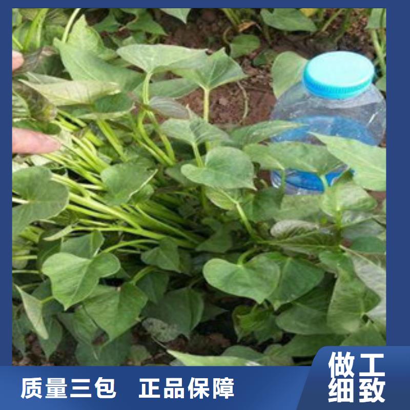 苗性價(jià)比高