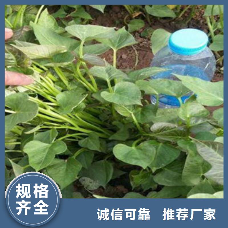 #苗#-價(jià)格實(shí)惠