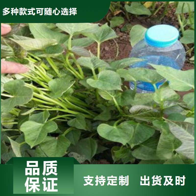 質(zhì)量合格的苗生產(chǎn)廠家