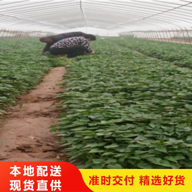 苗批發價格