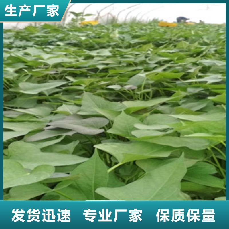 規格全的苗實體廠家