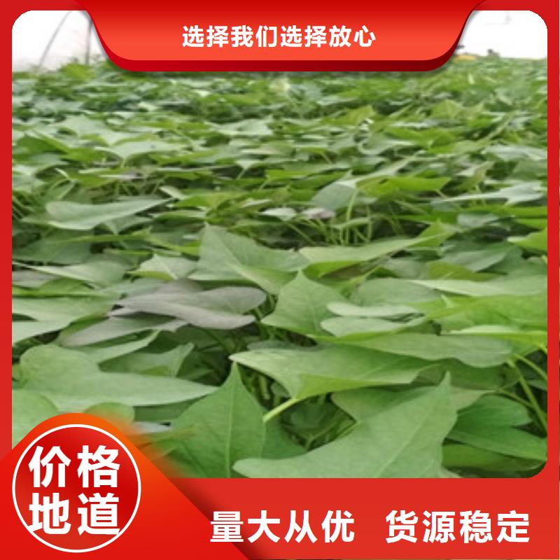 苗源頭廠家價(jià)格優(yōu)惠