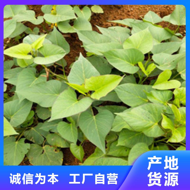 #苗#-價(jià)格實(shí)惠