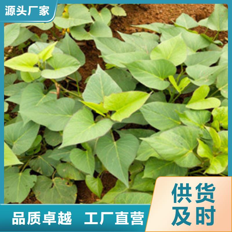 番薯苗（甘薯苗）常年銷售