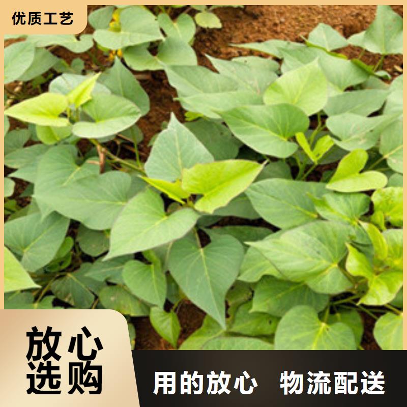苗行情