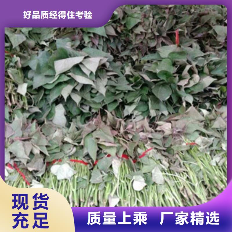 苗生產廠家歡迎致電
