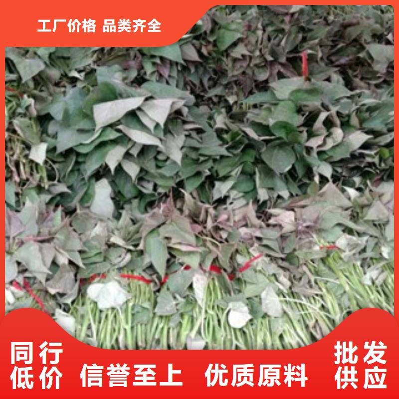 專業銷售苗-靠譜本地貨源