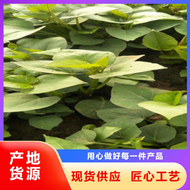 貨源充足的苗實力廠家