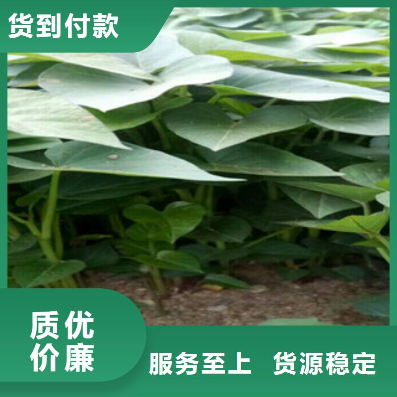 苗制造