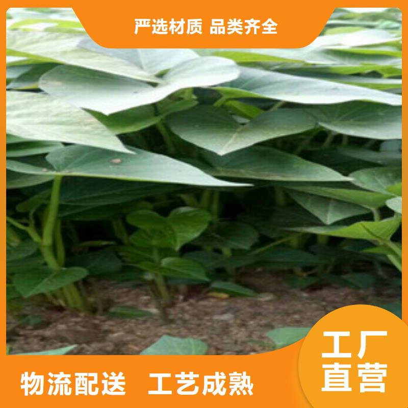 正規(guī)苗廠家