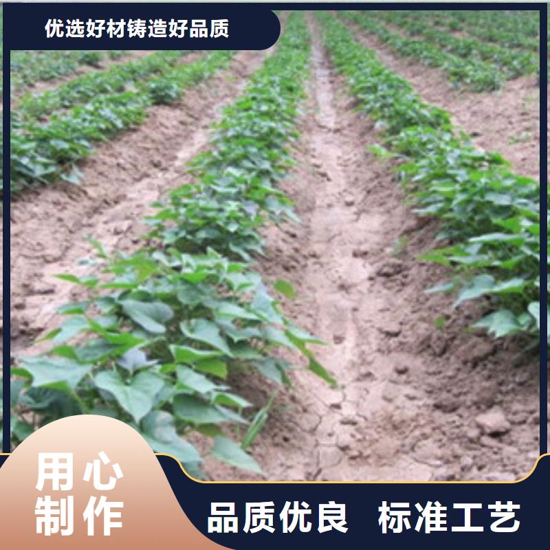 工期快的苗廠家
