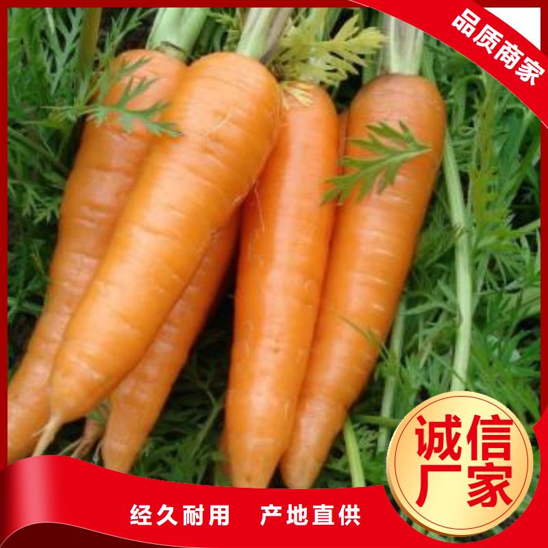 2025專注品質##胡蘿卜粉##質量保證