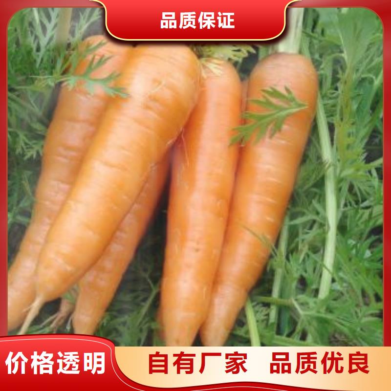 胡蘿卜粉守信用生產廠家快速發貨
