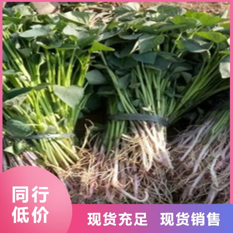 鮮食型紫薯苗2025新苗上市