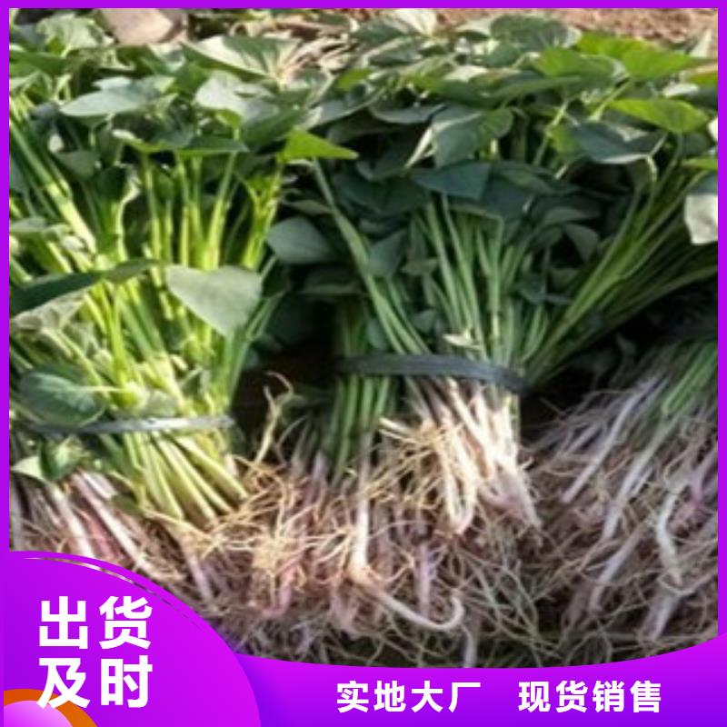 紫薯苗-紫薯苗價(jià)格實(shí)惠