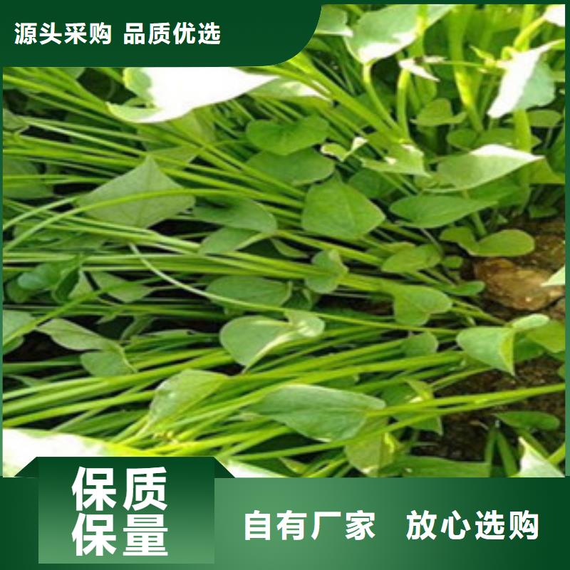 紫薯苗-紫薯苗暢銷