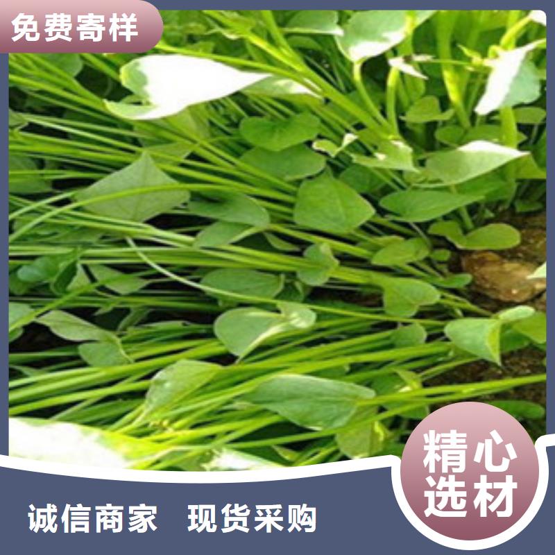 紫薯苗-廠家貨源歡迎咨詢