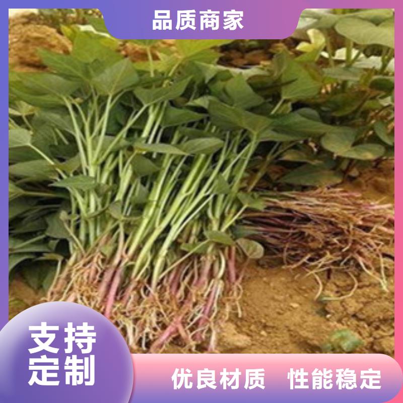 紫薯苗視頻展示