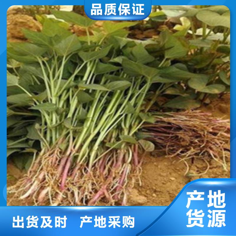 紫薯苗廠家-高品質