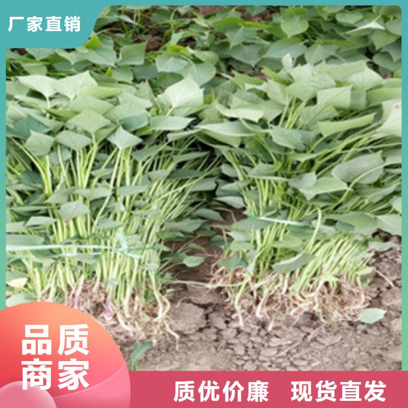 紫薯苗、紫薯苗生產(chǎn)廠家_大量現(xiàn)貨