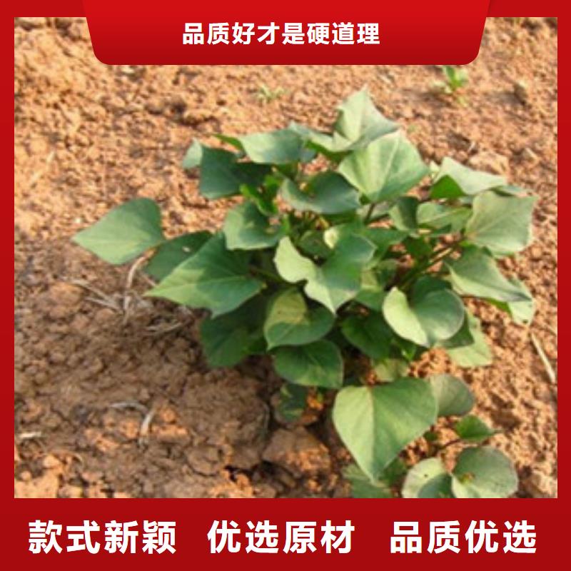 紫紅薯苗歡迎來電咨詢