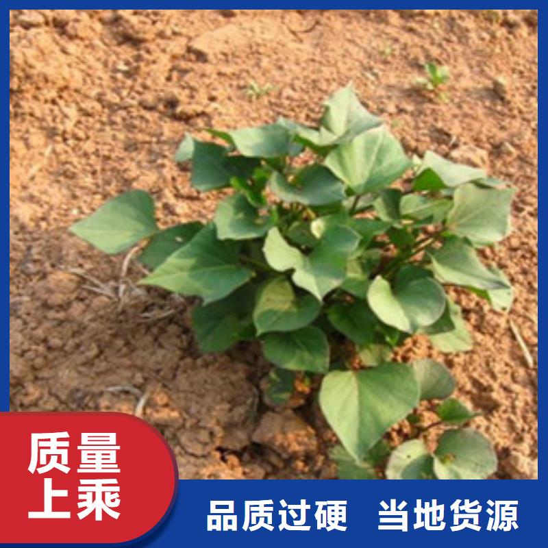 紫薯苗商家優選