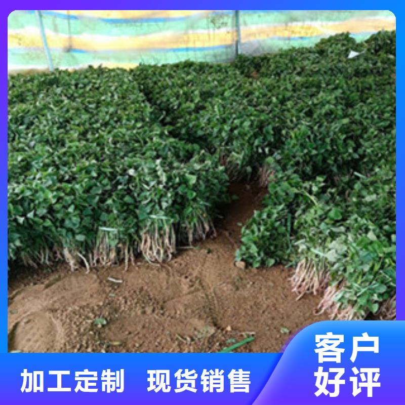紫地瓜苗子現在價格