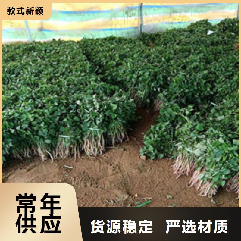 紫薯苗-紫薯苗價(jià)格實(shí)惠