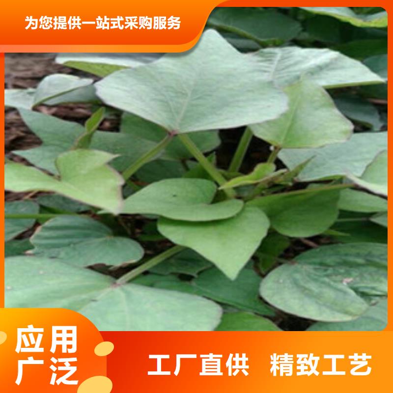 發貨及時的紫薯苗基地