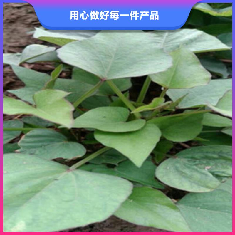 批發紫薯苗的廠家