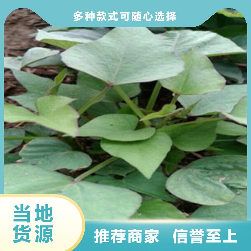 紫薯種子種植基地
