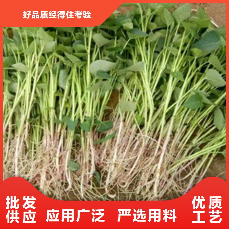 紫薯苗全國銷售點(diǎn)