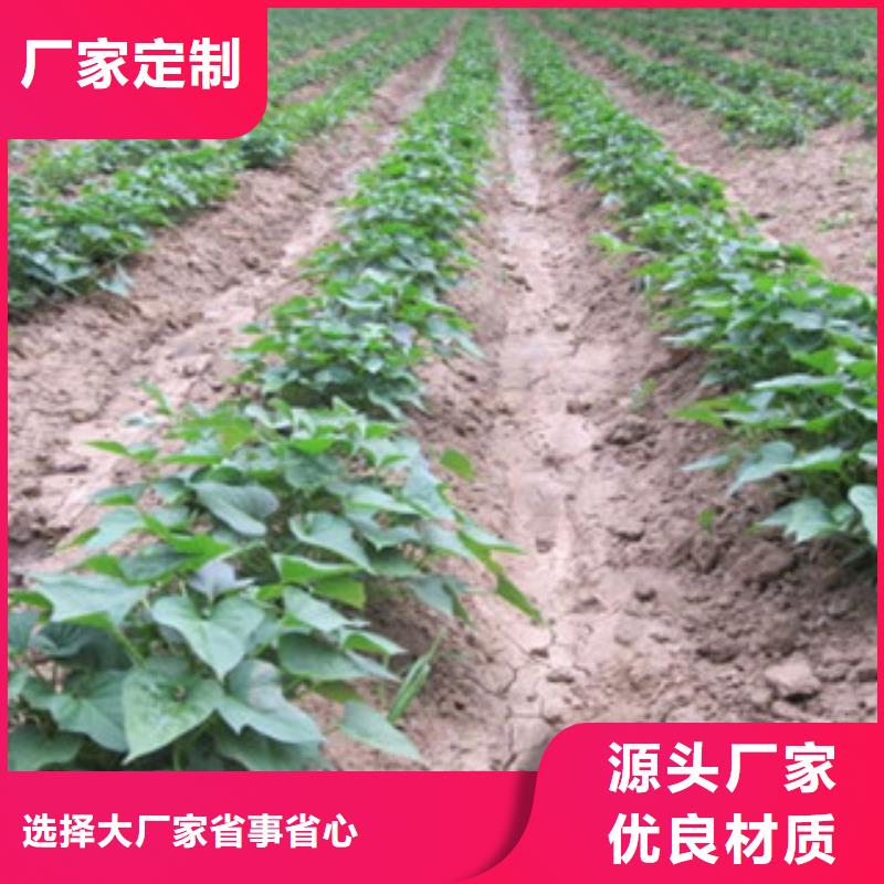 紫薯苗（東風(fēng)8號(hào)）