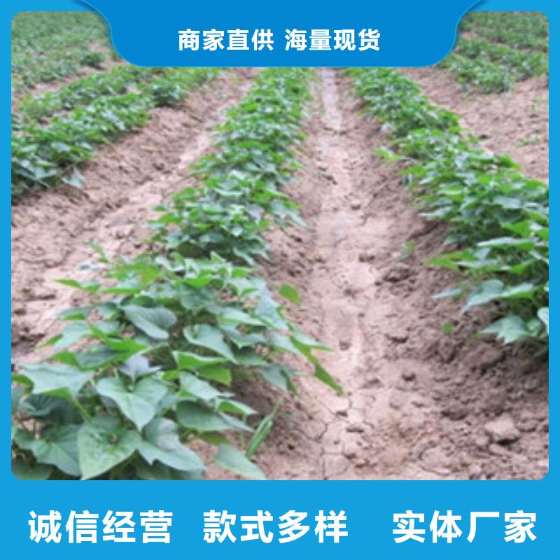 紫薯苗質(zhì)量有保障的廠家