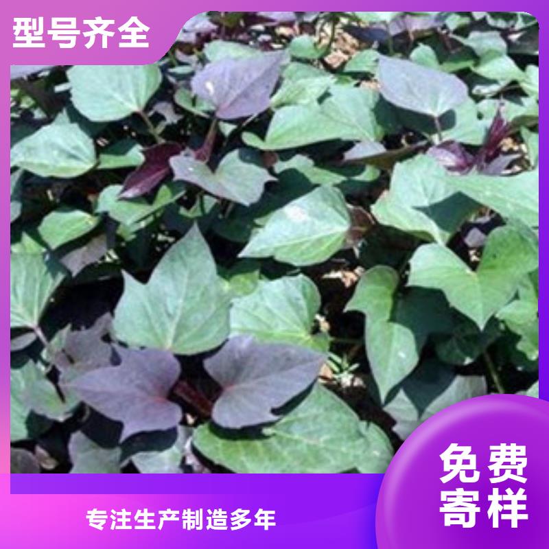 紫薯苗優選品質廠家
