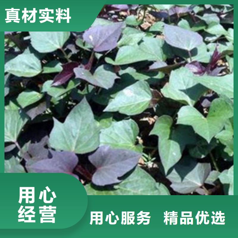 買紫薯苗必看-售后保證