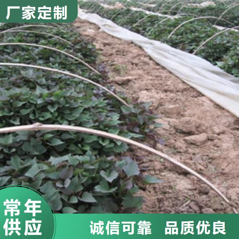 紫薯苗（東風(fēng)8號(hào)）