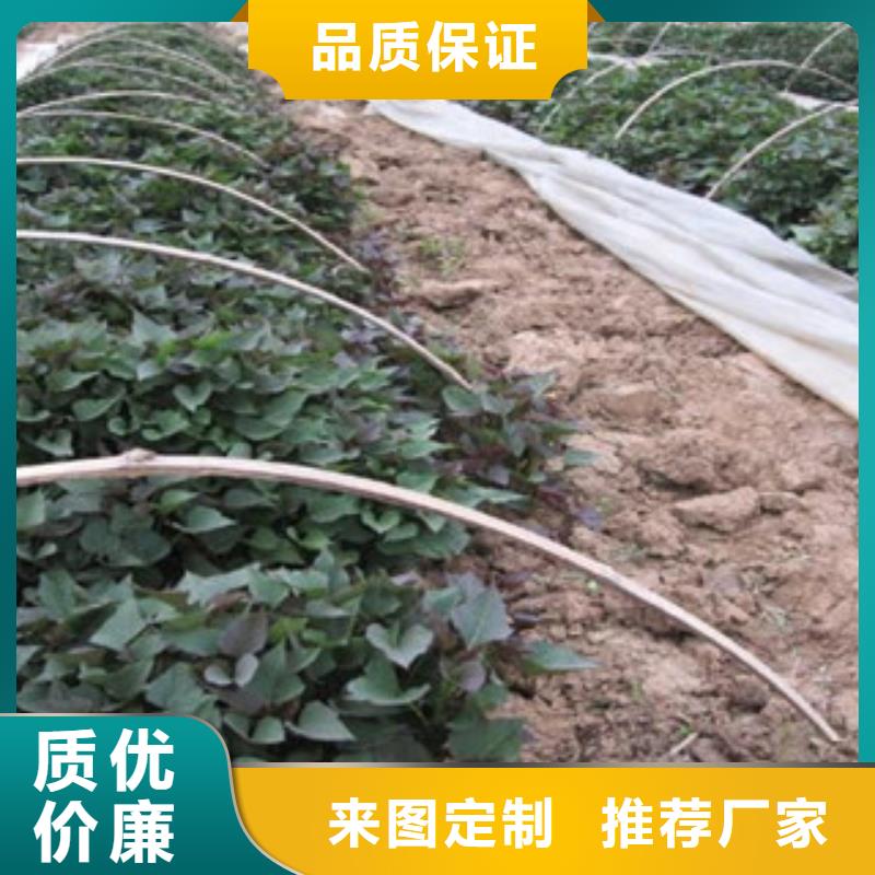 紫薯苗新品
