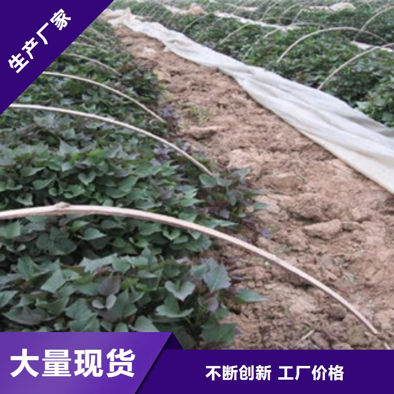 庫存充足的紫薯苗生產廠家