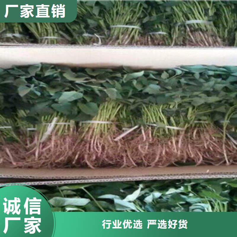 庫存充足的紫薯苗供貨商
