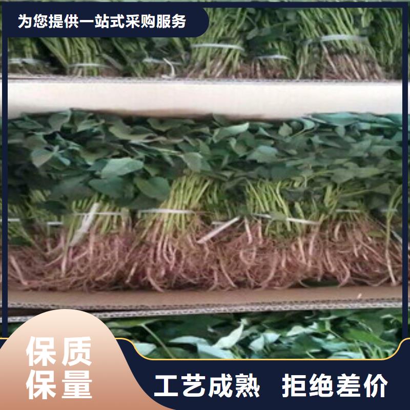 紫薯苗-紫薯苗質量優