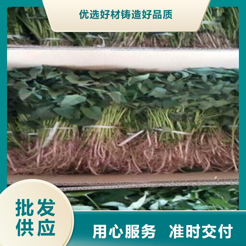 紫薯苗-紫薯苗價(jià)格實(shí)惠