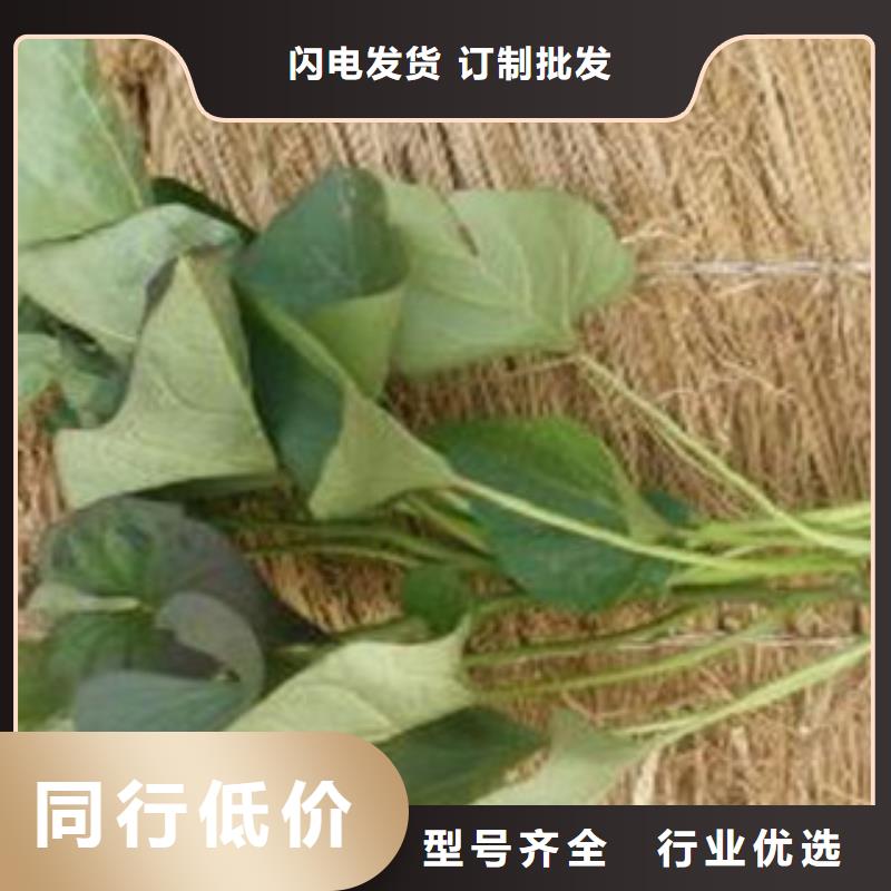 紫薯苗廠家-0元拿樣