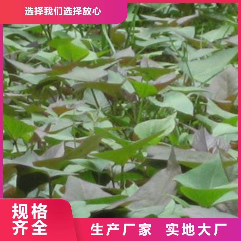 批發紫薯苗的廠家