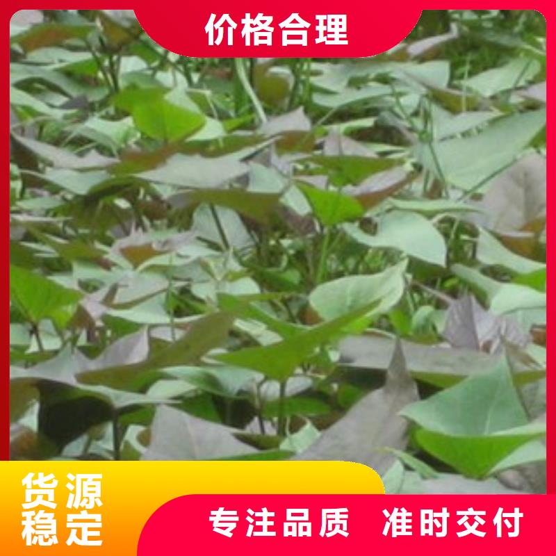 服務(wù)周到的紫薯苗公司